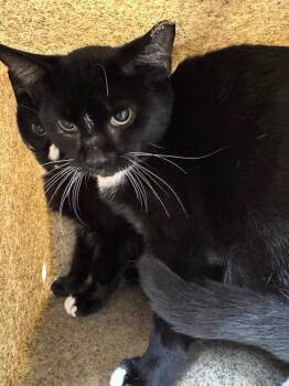 Working Cat: Seattle Slew -  Domestic Short Hair Cat for Adoption in Bloomington, Indiana - Working Cat: Seattle Slew | PetCurious
