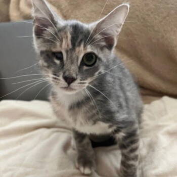 Rescue Dilute Tortoiseshell Cats for Adoption in Garland, Texas - Magnolia | PetCurious