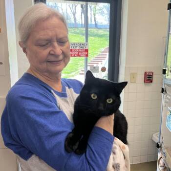 Domestic Short Hair Cats Available for Adoption in Nashville, Tennessee - Bowie | PetCurious