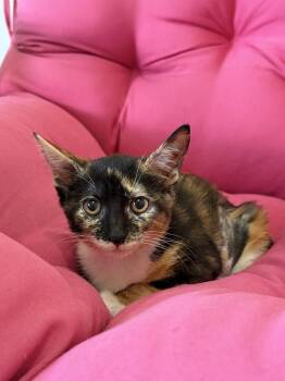 Berry -  Domestic Short Hair Cat for Adoption in Ruskin, Florida - Berry | PetCurious