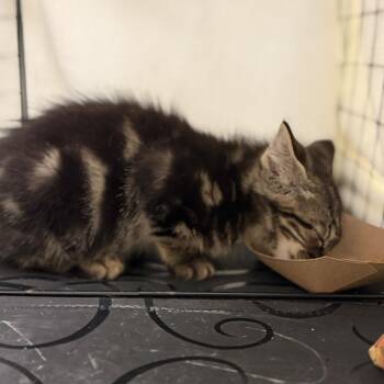 Halifax -  Domestic Long Hair Cat for Adoption in Enfield, New Hampshire - Halifax | PetCurious