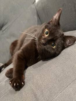Domestic Short Hair Cats Available for Adoption - HARVEY | PetCurious