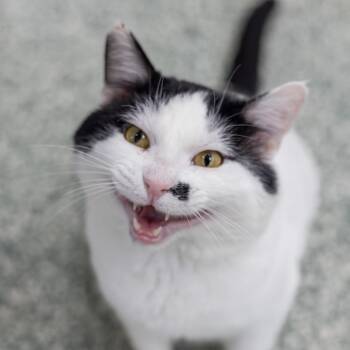 Domestic Short Hair Cats Available for Adoption - Cade | PetCurious