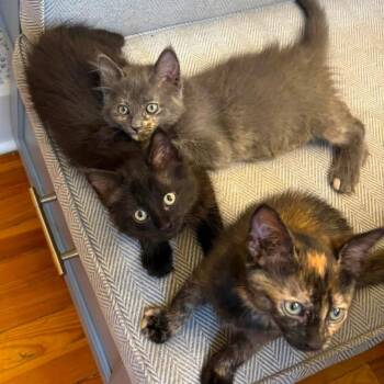 Flora -  Domestic Long Hair Cat for Adoption in Dearborn, Michigan - Flora | PetCurious