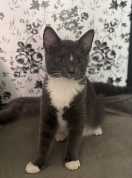 Rescue American Shorthair Cats for Adoption in Massillon, Ohio - Melody | PetCurious