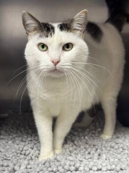 Rescue Domestic Short Hair Cats for Adoption in Roseville, California - Berner | PetCurious