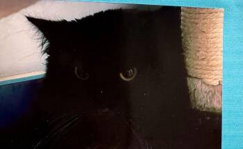 Domestic Long Hair Cats Available for Adoption - Dash | PetCurious