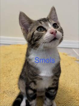 Smols -  Domestic Short Hair Cat for Adoption in Ephrata, Washington - Smols | PetCurious