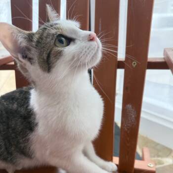 Rescue Domestic Short Hair Cats for Adoption in Eaton Rapids, Michigan - Mitrolla DeVille 55175 | PetCurious