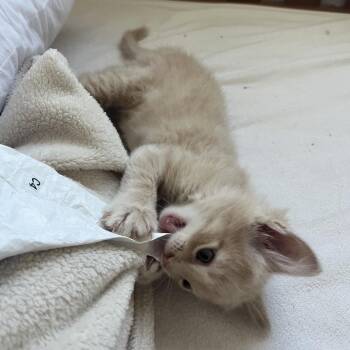 Cajou -  Domestic Medium Hair Cat for Adoption in Lakewood, Colorado - Cajou | PetCurious