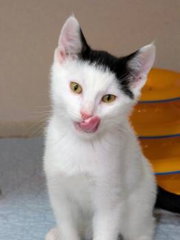 Toupee -  Domestic Short Hair Cat for Adoption in Bellevue, Washington - Toupee | PetCurious