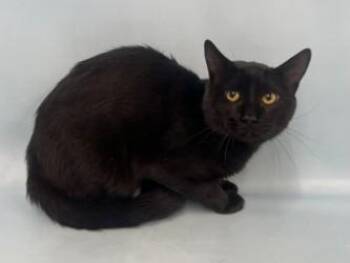Turkey Jerky -  Domestic Short Hair Cat for Adoption in Golden Valley, Minnesota - Turkey Jerky | PetCurious