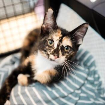 ABBA -  Domestic Short Hair Cat for Adoption in Atlanta, Georgia - ABBA | PetCurious