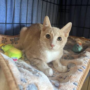 Preston -  Domestic Short Hair Cat for Adoption in Chandler, Arizona - Preston | PetCurious