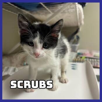 Domestic Short Hair Cats Available for Adoption - Scrubs | PetCurious