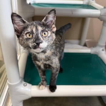 Opal Prada -  Domestic Short Hair Cat for Adoption in Mankato, Minnesota - Opal Prada | PetCurious
