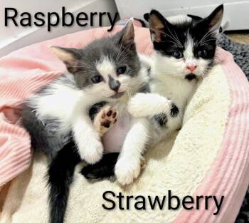 Strawberry -  Domestic Short Hair Cat Available for Adoption in Binghamton, New York - Strawberry | PetCurious
