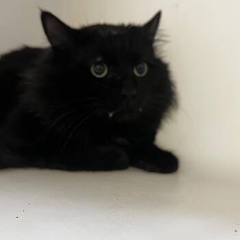 Domestic Long Hair Cats Available for Adoption - Little Bit | PetCurious