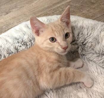 GLEN -  Domestic Short Hair Cat for Adoption in Burbank, California - GLEN | PetCurious