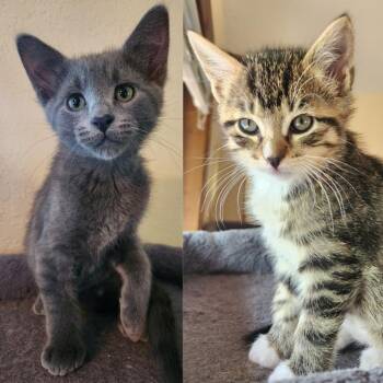 London / Tulip -  Domestic Short Hair Cat for Adoption in Minneapolis, Minnesota - London / Tulip | PetCurious