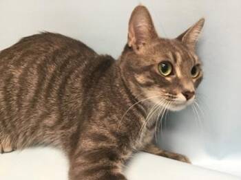 Moonarina -  Domestic Short Hair Cat for Adoption in Woodbury, Minnesota - Moonarina | PetCurious
