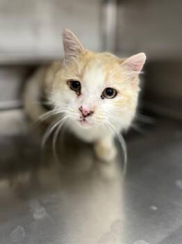 A275120 -  Domestic Medium Hair Cat for Adoption in Chula Vista, California - A275120 | PetCurious