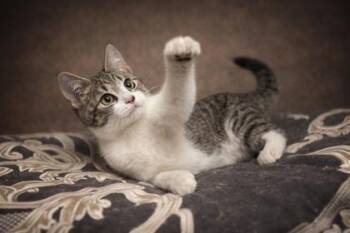 Chestnut -  Domestic Short Hair Cat for Adoption in Wilkesboro, North Carolina - Chestnut | PetCurious
