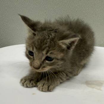 Kindle -  Domestic Short Hair Cat for Adoption in Tampa, Florida - Kindle | PetCurious