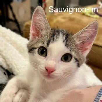 Sauvignon Blanc -  Domestic Short Hair Cat for Adoption in Saint Charles, Missouri - Sauvignon Blanc | PetCurious