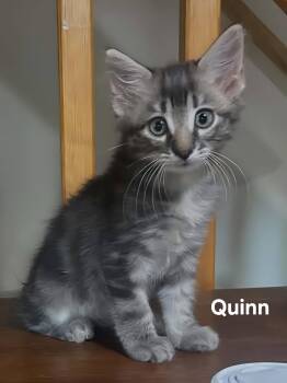 Quinn -  Domestic Medium Hair Cat for Adoption in Chicopee, Massachusetts - Quinn | PetCurious