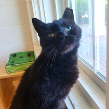 Rescue Domestic Short Hair Cats for Adoption in Gloucester, Virginia - Cinco | PetCurious