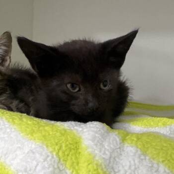 Leslie -  Domestic Short Hair Cat for Adoption in Tampa, Florida - Leslie | PetCurious