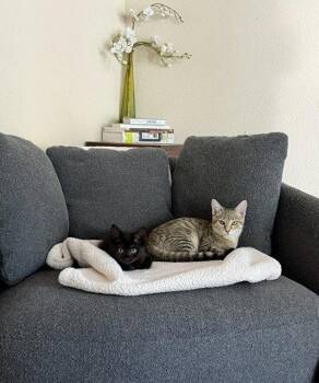 Osito -  Domestic Short Hair Cat for Adoption in Vacaville, California - Osito | PetCurious
