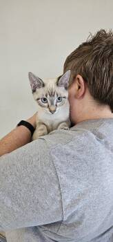 Rescue Domestic Short Hair and Siamese Cats for Adoption in Powder Springs, Georgia - Sneezy | PetCurious