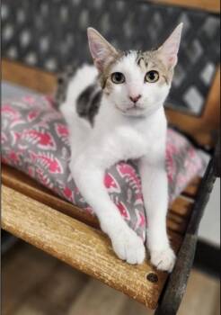 Andy -  Domestic Short Hair Cat for Adoption in San Jacinto, California - Andy | PetCurious