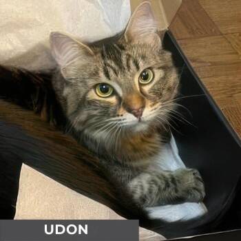 Domestic Medium Hair Cats Available for Adoption - Udon | PetCurious