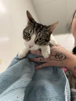 Domestic Short Hair Cats Available for Adoption - Rowdie | PetCurious