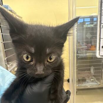 Jade -  Domestic Short Hair Cat for Adoption in West Palm Beach, Florida - Jade | PetCurious