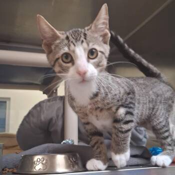 Ziggy -  Domestic Short Hair Cat for Adoption in York, Pennsylvania - Ziggy | PetCurious