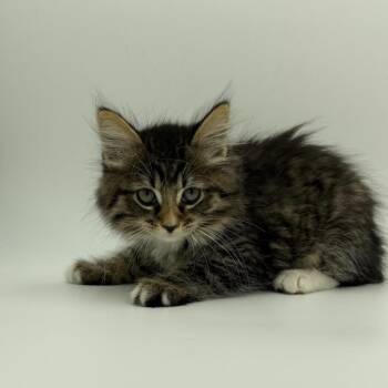 Dad Bod -  Domestic Long Hair Cat for Adoption in State College, Pennsylvania - Dad Bod | PetCurious