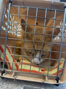 Domestic Short Hair Cats Available for Adoption in West Chester, Pennsylvania - Alex | PetCurious