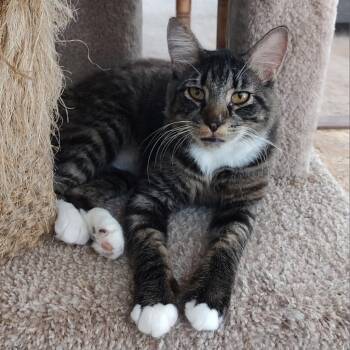 Rescue Domestic Medium Hair Cats for Adoption in Fairfax Station, Virginia - Elmer | PetCurious