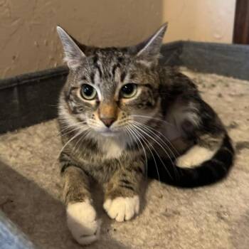 Domestic Short Hair Cats Available for Adoption - Tammy | PetCurious