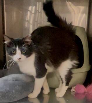 Big John -  Domestic Long Hair Cat Available for Adoption in Baton Rouge, Louisiana - Big John | PetCurious