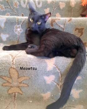 Rescue Domestic Short Hair Cats for Adoption in Redlands, California - Meowtsu | PetCurious