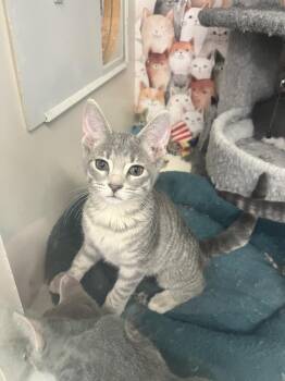 Wolfie -  Domestic Short Hair and Tabby Cat for Adoption in Acworth, Georgia - Wolfie | PetCurious