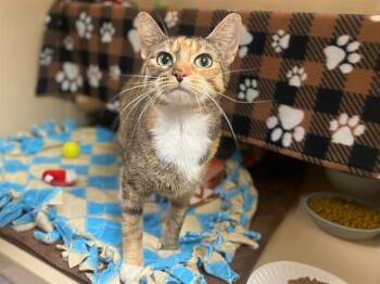 Domestic Short Hair Cats Available for Adoption - JADE | PetCurious
