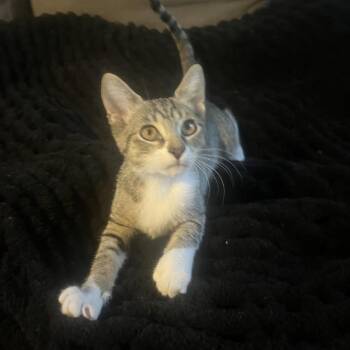 Abbie -  Domestic Short Hair Cat for Adoption in Port Richey, Florida - Abbie | PetCurious
