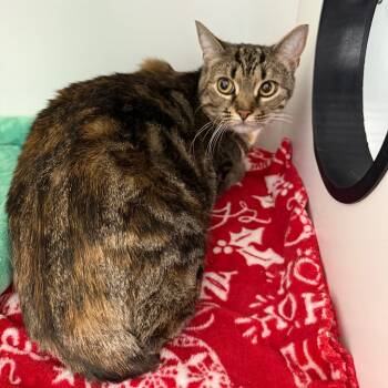 Rescue Domestic Short Hair and Manx Cats for Adoption in Port Richey, Florida - Apple Pie | PetCurious