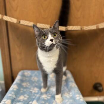 Domestic Short Hair Cats Available for Adoption in Fargo, North Dakota - Kindred | PetCurious
